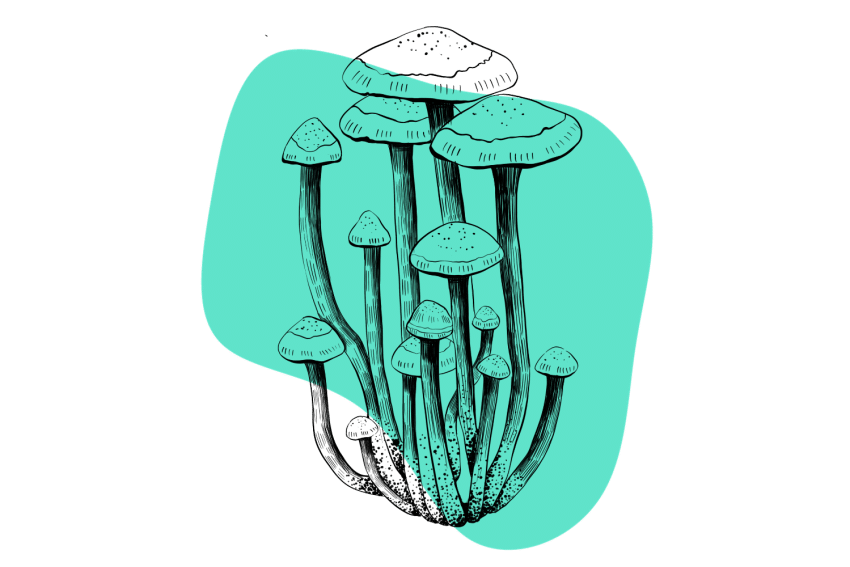 Psilocybe cubensis